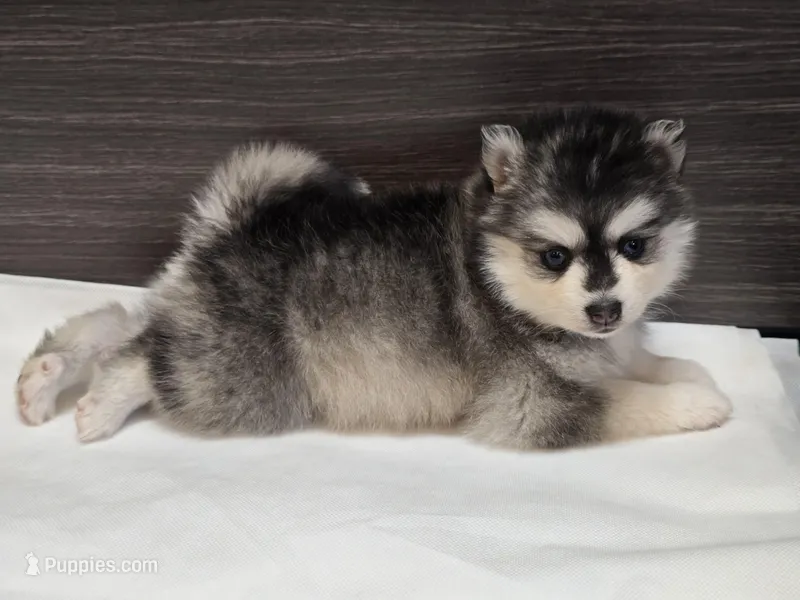 Nala, a female Pomsky for sale in Tampico, IL – Photo 1 of 3