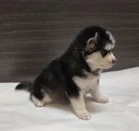 Nova, a female Pomsky for sale in Tampico, IL – Photo 3 of 3