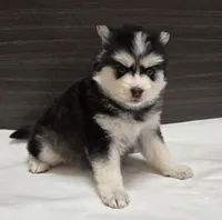 Nova, a female Pomsky for sale in Tampico, IL – Photo 2 of 3