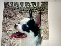 QUALITY, a  Chihuahua for sale in Houston, TX – Photo 8 of 10