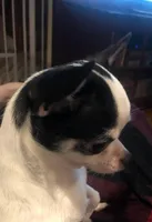 QUALITY, a  Chihuahua for sale in Houston, TX – Photo 7 of 10