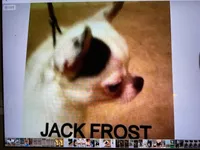 QUALITY, a  Chihuahua for sale in Houston, TX – Photo 6 of 10