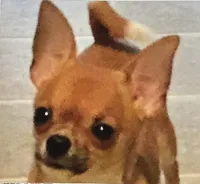 QUALITY, a  Chihuahua for sale in Houston, TX – Photo 10 of 10