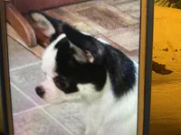 QUALITY, a  Chihuahua for sale in Houston, TX – Photo 9 of 10