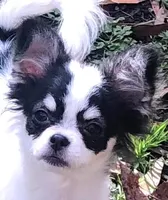 QUALITY, a  Chihuahua for sale in Houston, TX – Photo 4 of 10