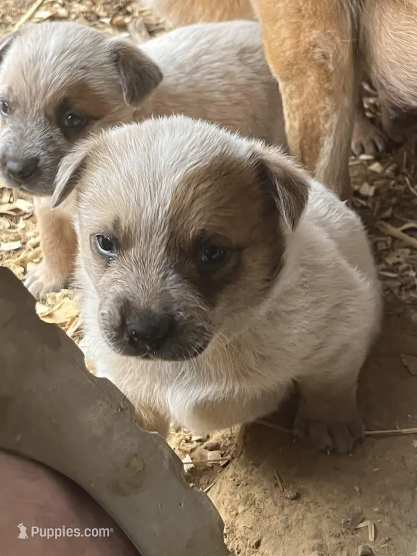 Heeler – Australian Cattle Dog puppy for sale in Morgantown, KY