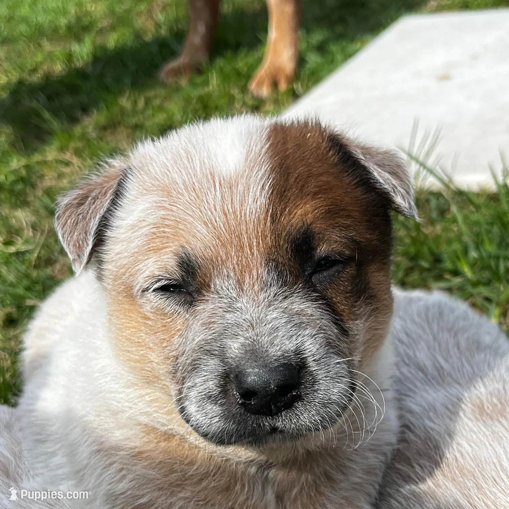 Heeler – Australian Cattle Dog puppy for sale in Morgantown, KY