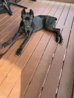 Ice, a male Cane Corso for sale in Powder Springs, GA – 3 of 3