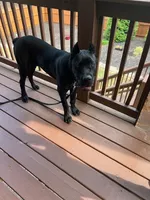 Ice, a male Cane Corso for sale in Powder Springs, GA – 2 of 3