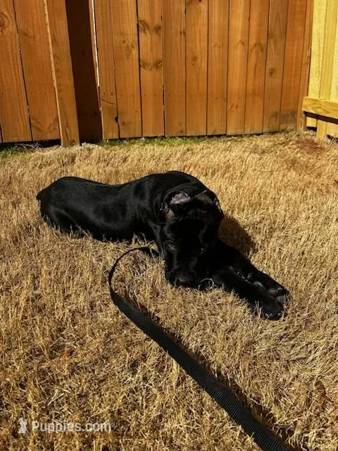 Ice – Cane Corso puppy for sale in Powder Springs, GA