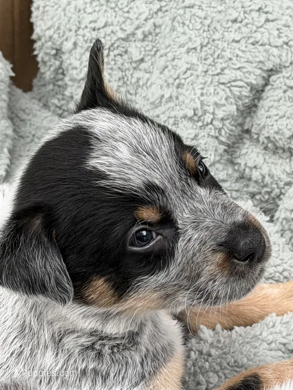 Male – Australian Cattle Dog puppy for sale in Clinton, WI