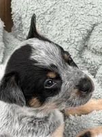 Male, a male Australian Cattle Dog for sale in Clinton, WI – 1 of 2