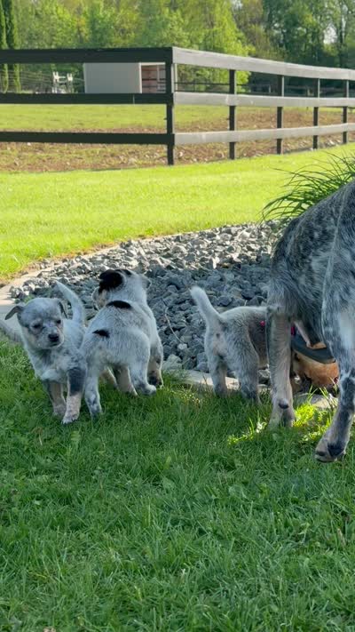 Male, a male Australian Cattle Dog for sale in Clinton, WI – 2 of 2