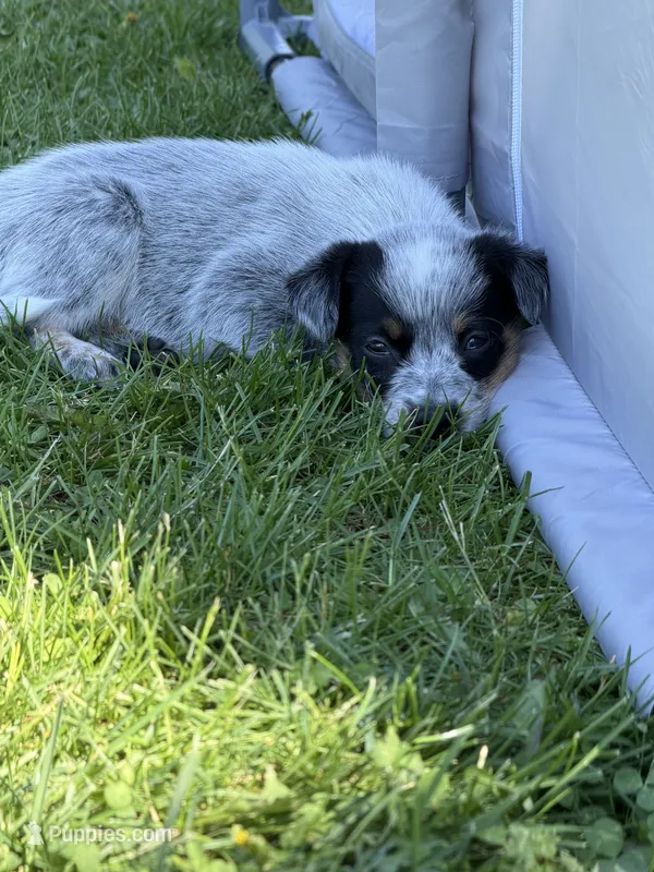 Male 2 – Australian Cattle Dog puppy for sale in Clinton, WI