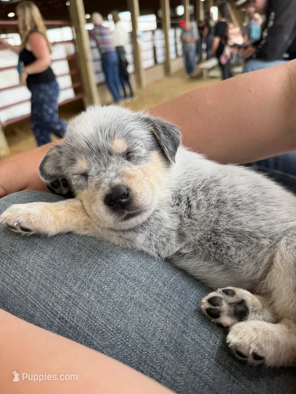 Male 3 – Australian Cattle Dog puppy for sale in Clinton, WI