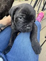 Stitch, a male Cane Corso for sale in Goochland, VA – Photo 4 of 4