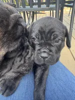 Stitch, a male Cane Corso for sale in Goochland, VA – Photo 2 of 4
