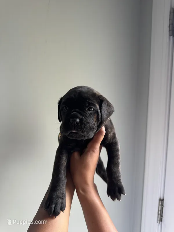 Tinsley  – Cane Corso puppy for sale in Goochland, VA