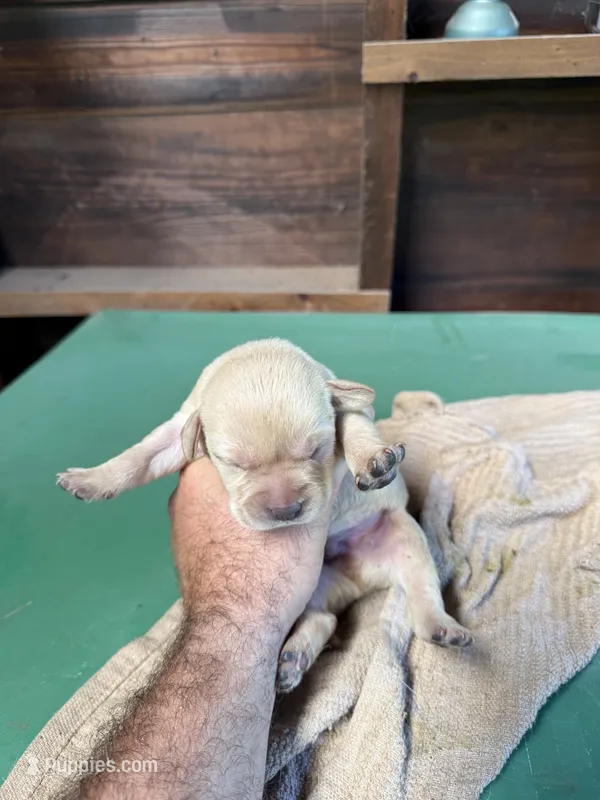 Hazel #1 – Labrador Retriever puppy for sale in Saylorsburg, PA