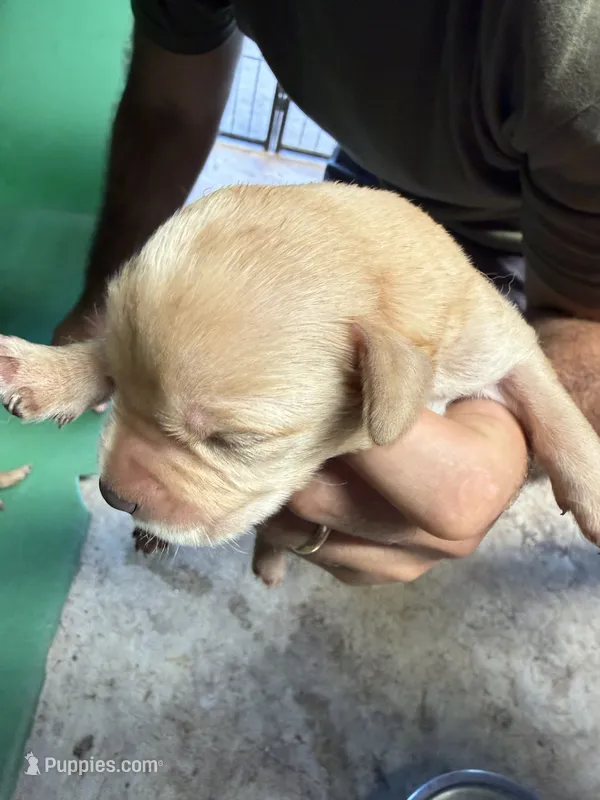 Hazel #2 – Labrador Retriever puppy for sale in Saylorsburg, PA