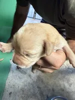 Hazel #2, a female Labrador Retriever for sale in Saylorsburg, PA – 1 of 1