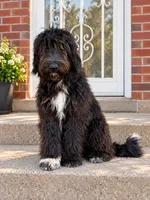 Mona, a male German Shepherd Dog and Labradoodle for sale in New Albany, IN – 3 of 4