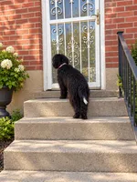 Mona, a male German Shepherd Dog and Labradoodle for sale in New Albany, IN – 2 of 4