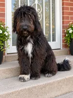 Mona, a male German Shepherd Dog and Labradoodle for sale in New Albany, IN – 4 of 4