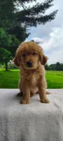 Rosy, a female Golden Retriever for sale in Oakland, MD – 2 of 3