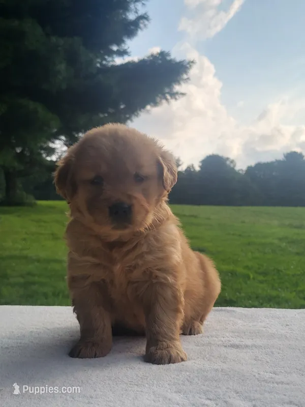 Raya – Golden Retriever puppy for sale in Oakland, MD