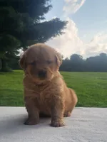 Raya, a female Golden Retriever for sale in Oakland, MD – 1 of 3