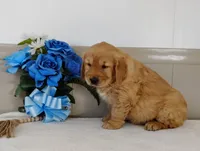 Nova, a female Golden Retriever for sale in Oakland, MD – Photo 2 of 3