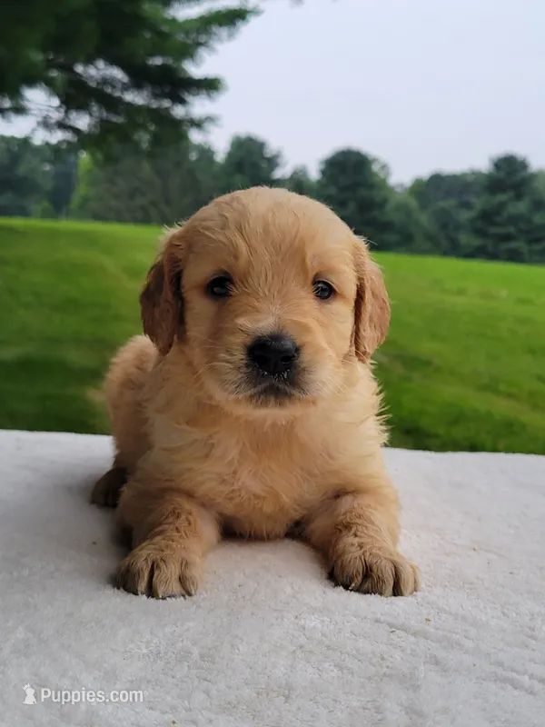 Max – Golden Retriever puppy for sale in Oakland, MD