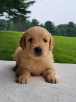Max, a male Golden Retriever for sale in Oakland, MD – 1 of 1
