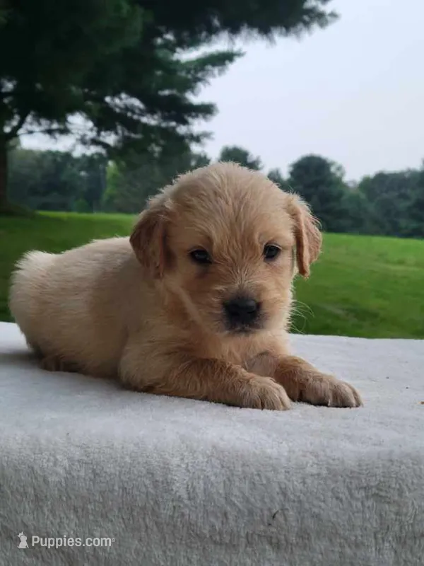 Milly – Golden Retriever puppy for sale in Oakland, MD