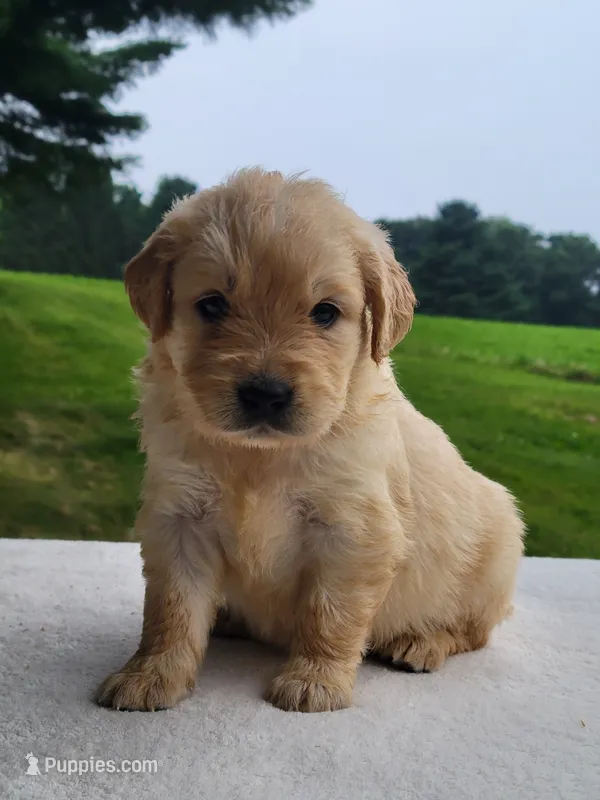 Molly – Golden Retriever puppy for sale in Oakland, MD