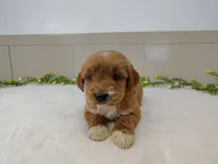 processed/8f485a65-1dcb-48af-a18c-537217c1a2f6/listing/2a1ca3af-2c67-4e1e-9d51-a06d9e70fdc0/0252a6c0-0a2c-4666-b37b-ca6f3e33bdc1