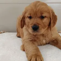 Ned, a male Golden Retriever for sale in Oakland, MD – Photo 3 of 3