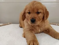 Ned, a male Golden Retriever for sale in Oakland, MD – Photo 3 of 3