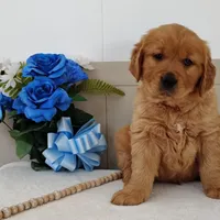 Ned, a male Golden Retriever for sale in Oakland, MD – Photo 2 of 3