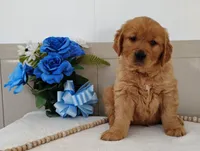 Ned, a male Golden Retriever for sale in Oakland, MD – Photo 2 of 3