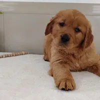 Ned, a male Golden Retriever for sale in Oakland, MD – Photo 1 of 3