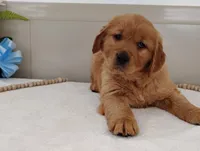 Ned, a male Golden Retriever for sale in Oakland, MD – Photo 1 of 3