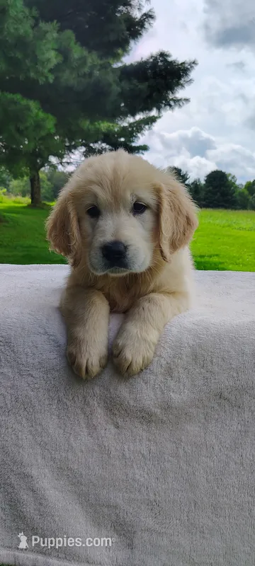 Misty – Golden Retriever puppy for sale in Oakland, MD