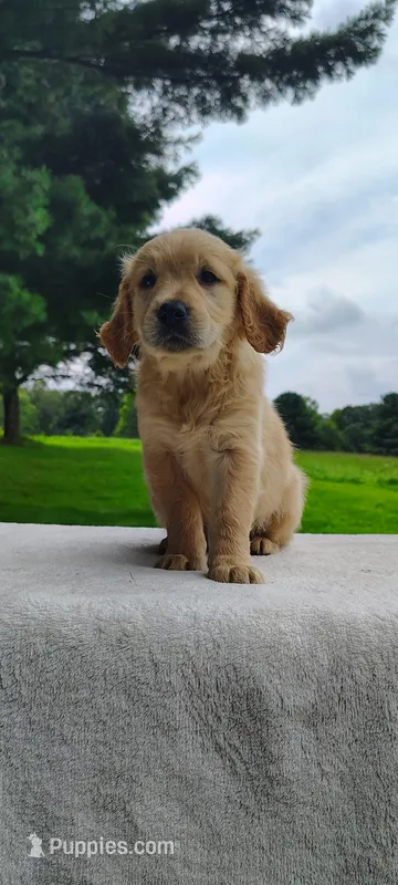Moose – Golden Retriever puppy for sale in Oakland, MD