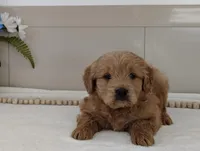 Jasper, a male Miniature Goldendoodle for sale in Oakland, MD – Photo 2 of 2