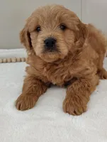 Jasper, a male Miniature Goldendoodle for sale in Oakland, MD – Photo 1 of 2