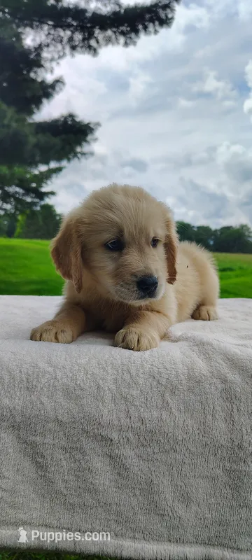 Mason – Golden Retriever puppy for sale in Oakland, MD