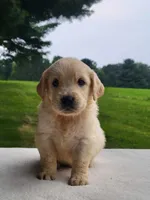 Misty, a female Golden Retriever for sale in Oakland, MD – 1 of 2
