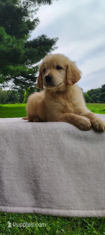 Macy – Golden Retriever puppy for sale in Oakland, MD